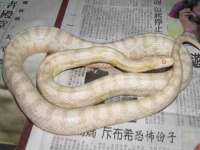 义乌市况任电子商务商行